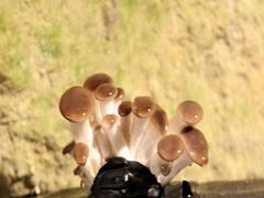 149 MUSEE DU CHAMPIGNON A  SAUMUR 2016 2_000007